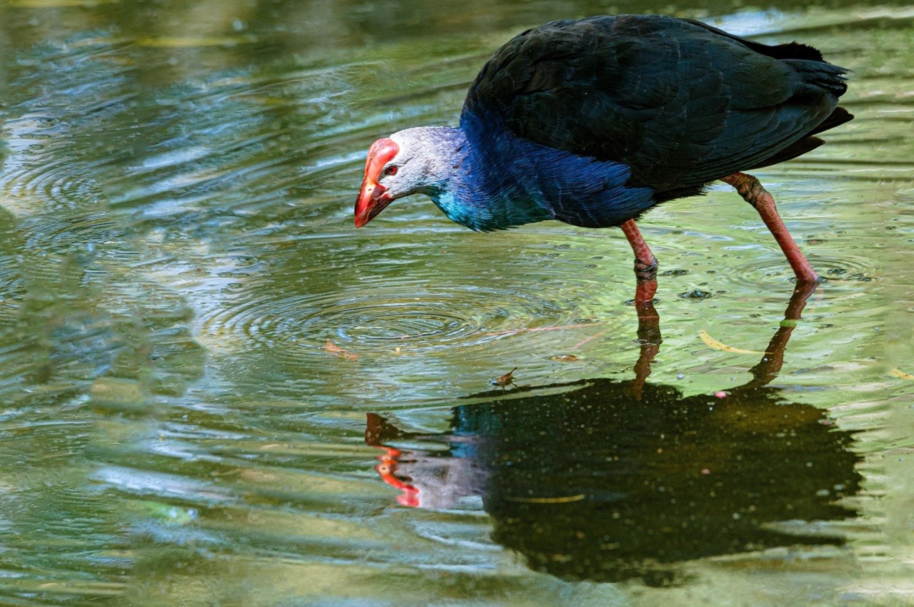 Tiếp dẫn cảm hứng Điểm Tham quan Khu Bảo tồn sinh thái Đồng Tháp Mười: Tiếp dẫn cảm hứng