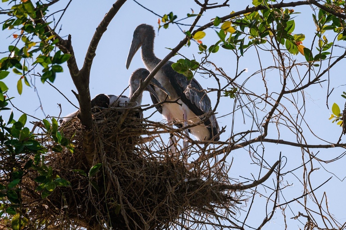 Thiên tình ca ở ĐTQ. KBT. ST Đồng Tháp Mười. Thiên tình ca ở ĐTQ. KBT. ST Đồng Tháp Mười.