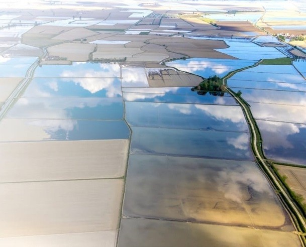 Cánh đồng trồng lúa nước tại Italy. Ảnh: BTC Cánh đồng trồng lúa nước tại Italy. Ảnh: BTC