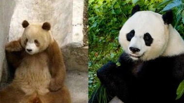 Trung Quốc tìm thấy nguyên nhân khiến một số gấu trúc có bộ lông màu nâu bất thường