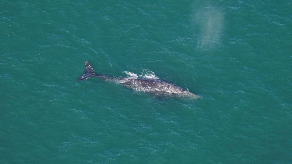 Cá voi xám từng tuyệt chủng xuất hiện trở lại Đại Tây Dương sau hơn 200 năm