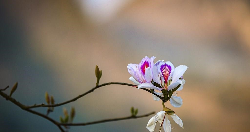 Điện Biên Điện Biên