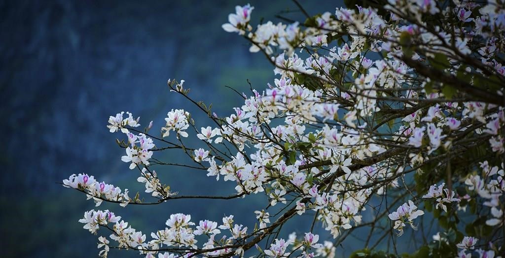 Điện Biên Điện Biên