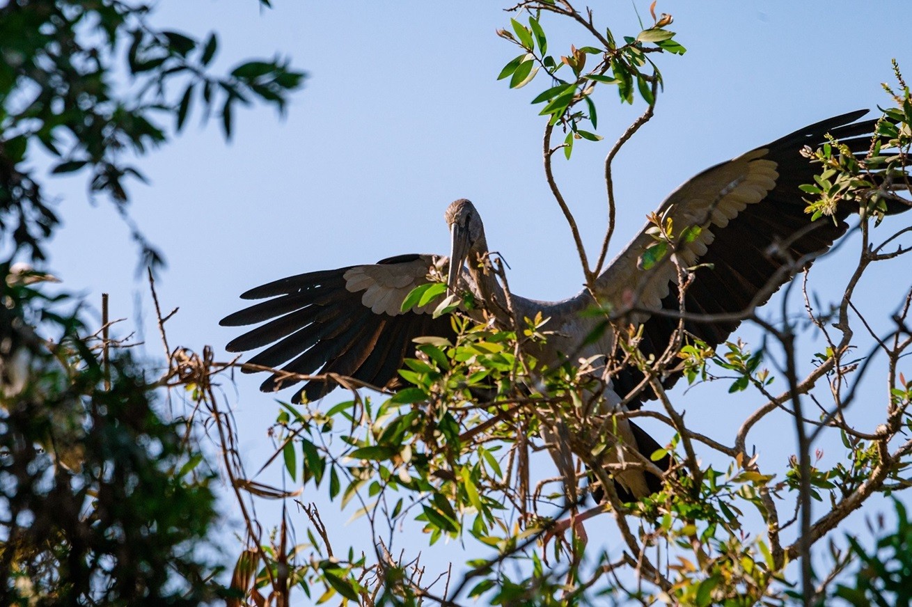 Điểm tham quan Khu bảo tồn sinh thái Đồng Tháp Mười: Giọt nắng tan phèn Điểm tham quan Khu bảo tồn sinh thái Đồng Tháp Mười: Giọt nắng tan phèn