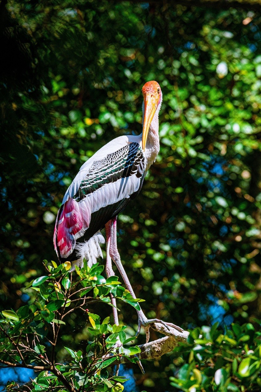 “Flex” vẻ đài cát “Flex” vẻ đài cát