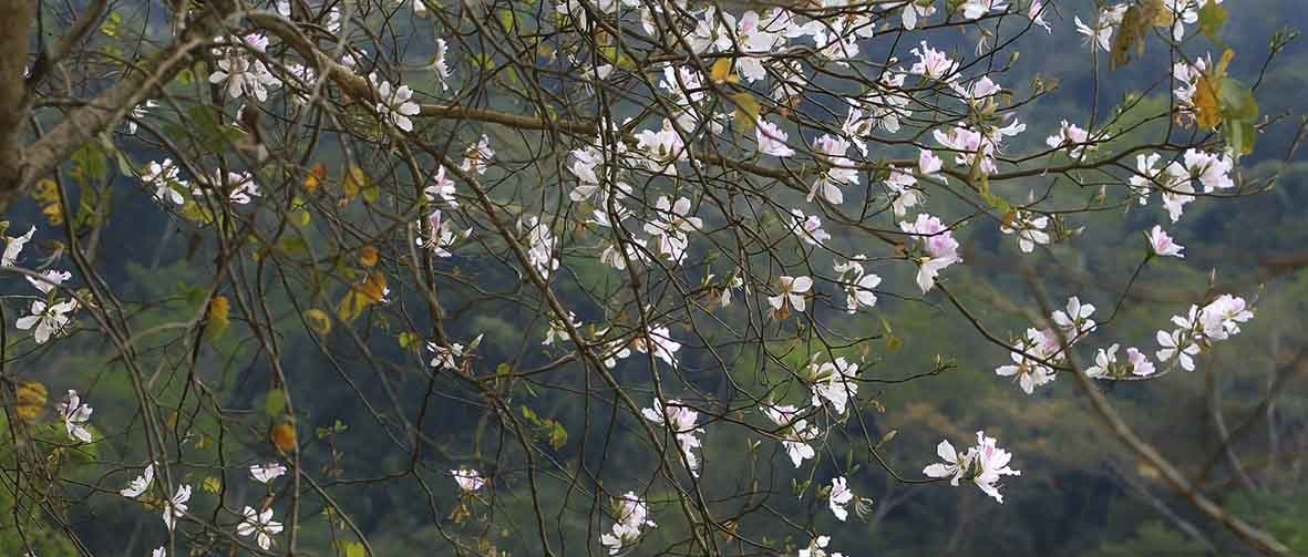 Đăng cai Năm Du lịch quốc gia 2024: Cú hích quan trọng để kinh tế - xã hội và du lịch Điện Biên khởi sắc Đăng cai Năm Du lịch quốc gia 2024: Cú hích quan trọng để kinh tế - xã hội và du lịch Điện Biên khởi sắc