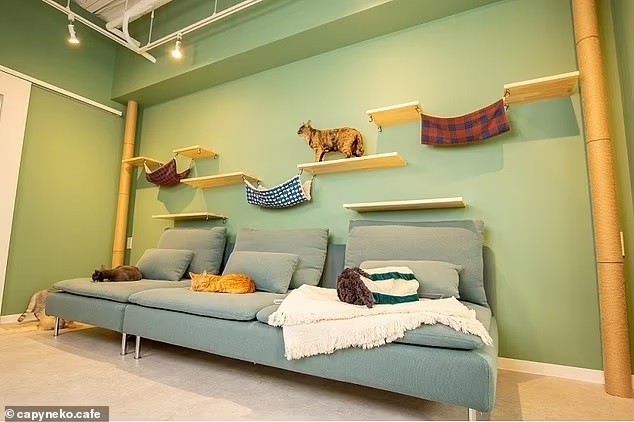 Quán cà phê độc đáo, khách hàng làm bạn với 2 chú chuột lang nước khổng lồ Quán cà phê độc đáo, khách hàng làm bạn với 2 chú chuột lang nước khổng lồ