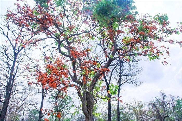 Miền Bắc và Bắc Trung Bộ tiếp tục mưa phùn và nồm ẩm, Nam Bộ và Tây Nguyên nắng nhiều Miền Bắc và Bắc Trung Bộ tiếp tục mưa phùn và nồm ẩm, Nam Bộ và Tây Nguyên nắng nhiều