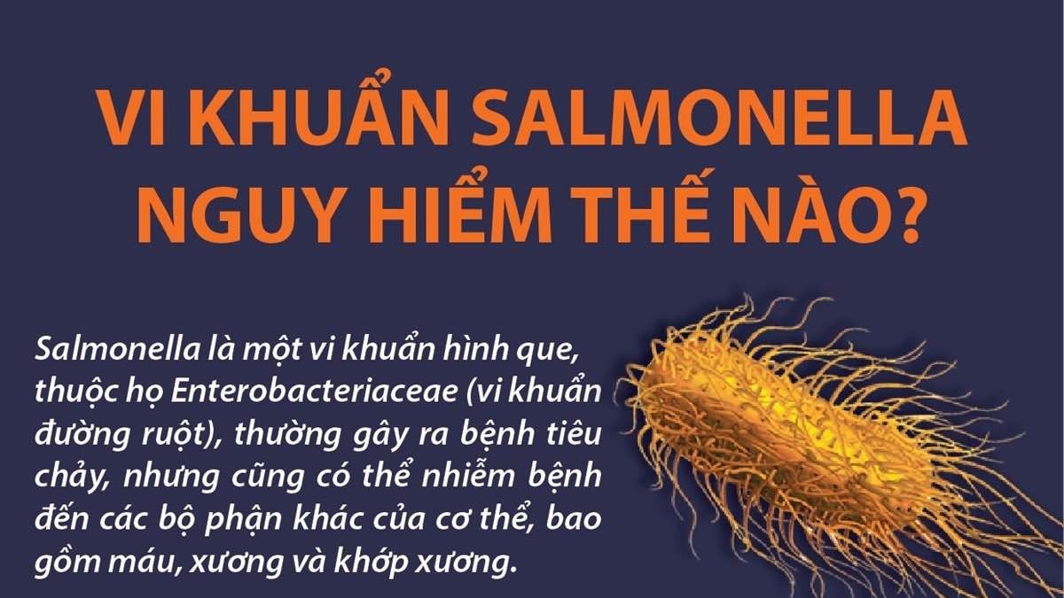 Vi khuẩn salmonella nguy hiểm thế nào?