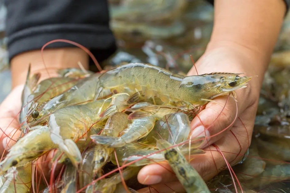 Tôm là món ăn giàu dinh dưỡng. Ảnh: Doãn Phong. Tôm là món ăn giàu dinh dưỡng. Ảnh: Doãn Phong.