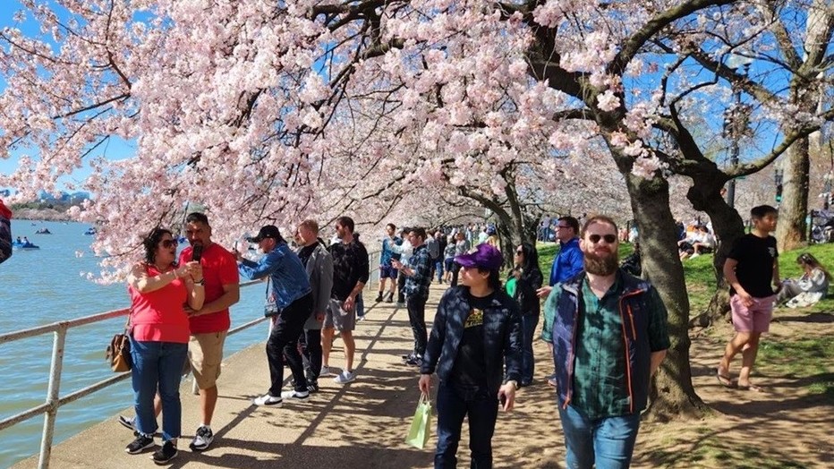 Hoa anh đào nở rộ kỷ lục tại Washington (Mỹ)