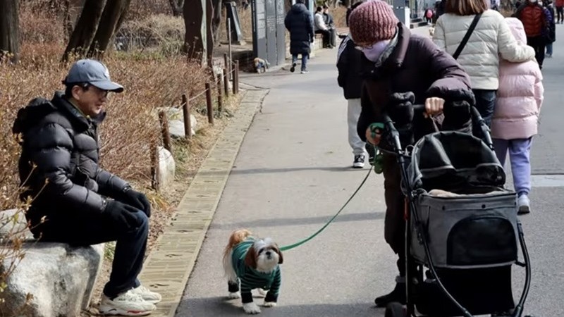 'Đã đến lúc loại bỏ thịt chó khỏi bàn ăn'