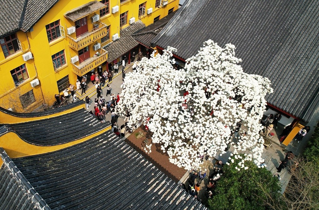 Cây hoa mộc lan 500 năm tuổi nở rộ hút du khách tham quan, chụp ảnh Cây hoa mộc lan 500 năm tuổi nở rộ hút du khách tham quan, chụp ảnh