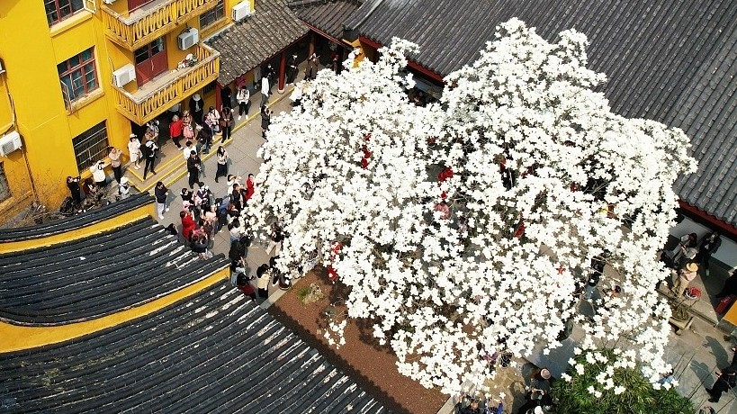 Cây hoa mộc lan 500 năm tuổi nở rộ hút du khách tham quan, chụp ảnh