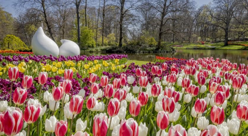Vườn hoa tulip lớn nhất thế giới đón khách tham quan Vườn hoa tulip lớn nhất thế giới đón khách tham quan