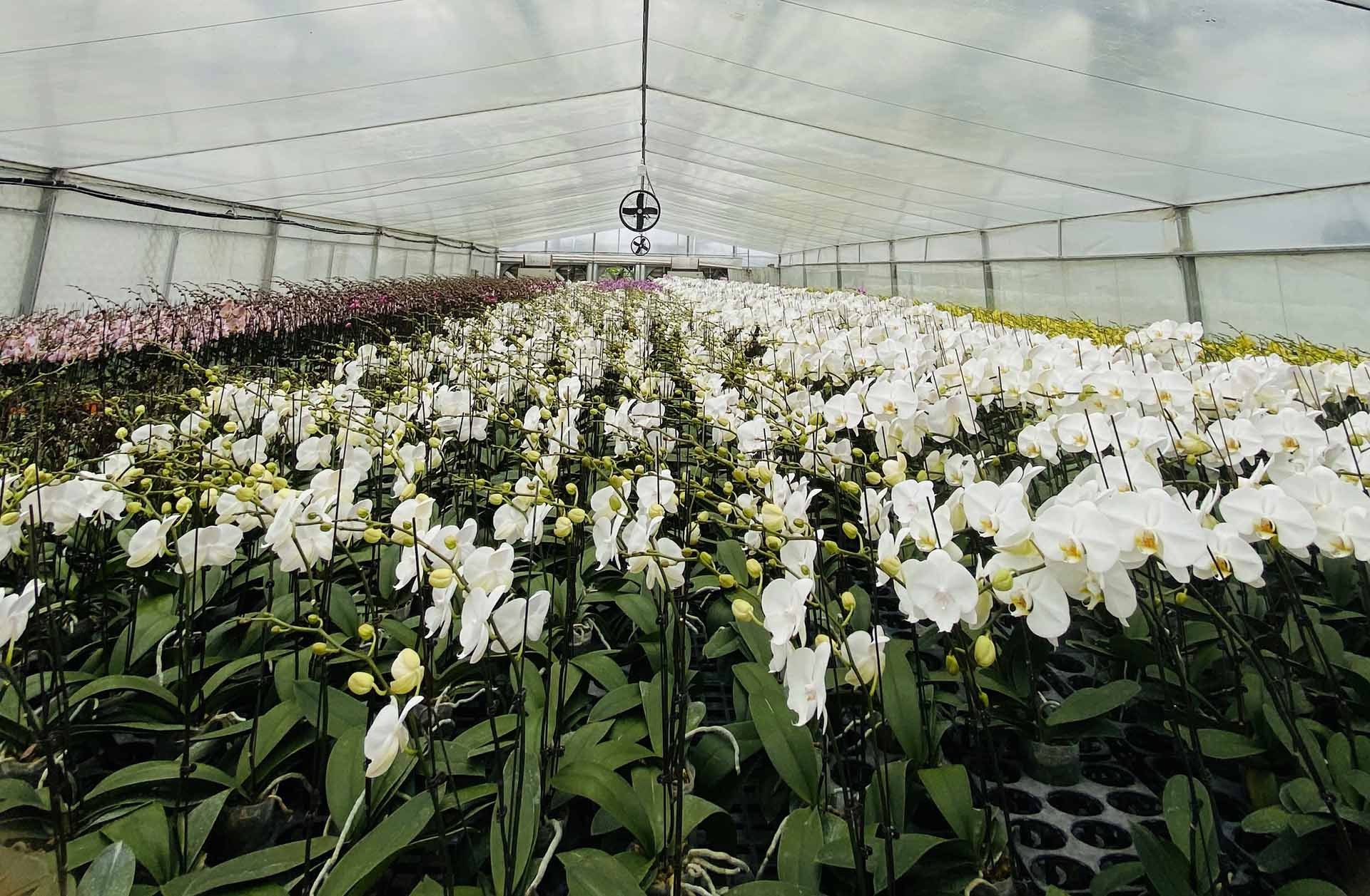 Khu vực nuôi trồng Lan Hồ Điệp của công ty Toàn cầu