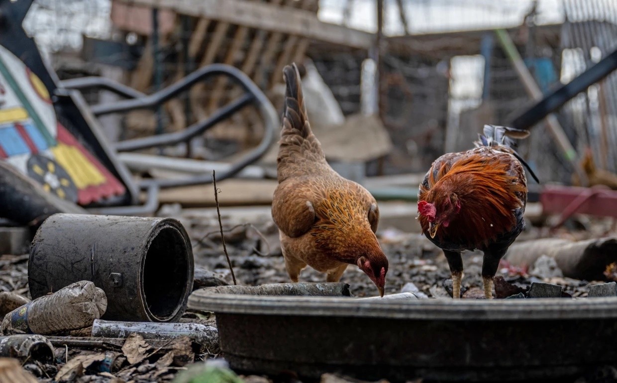 Bộ Y tế khuyến cáo 5 biện pháp phòng, chống cúm A/H5N1 Bộ Y tế khuyến cáo 5 biện pháp phòng, chống cúm A/H5N1