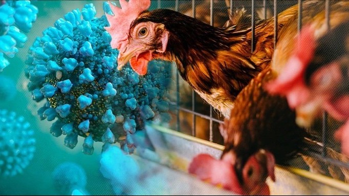 Bộ Y tế khuyến cáo 5 biện pháp phòng, chống cúm A/H5N1