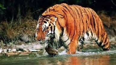 Indonesia nỗ lực và hy vọng loài hổ Java thực tế vẫn tồn tại trong tự nhiên