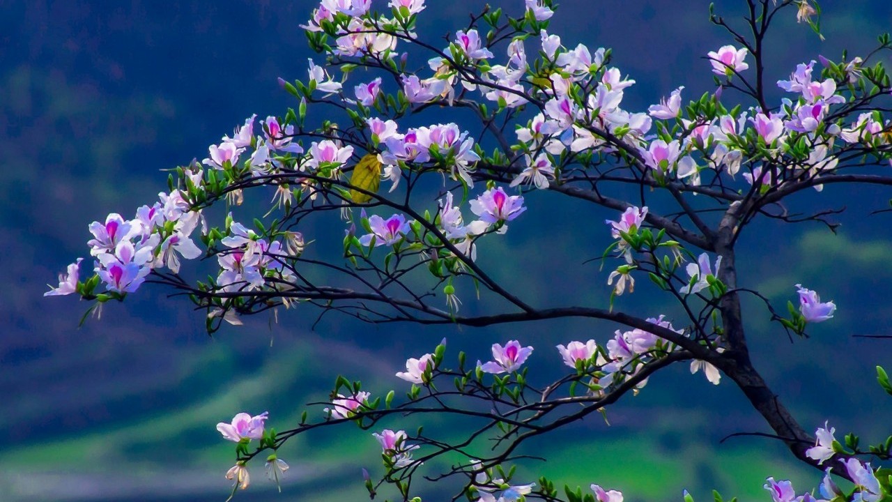 Điện Biên 'thay áo mới'