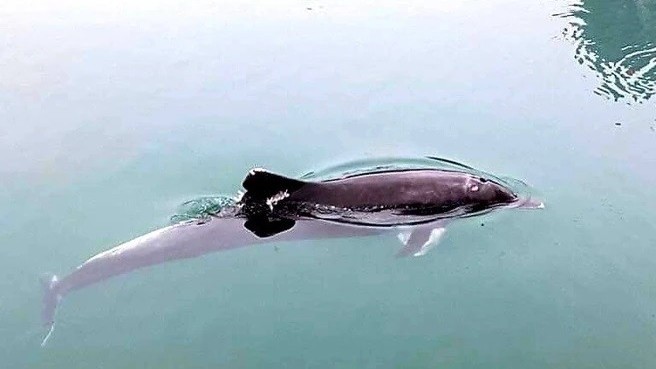 Tín hiệu tích cực về môi trường biển khi cá heo liên tục xuất hiện tại các vùng biển tỉnh Quảng Ninh