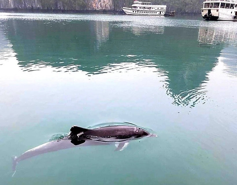 Tín hiệu tích cực về môi trường biển khi liên tục xuất hiện cá voi lội tại các vùng biển tỉnh Quảng Ninh Tín hiệu tích cực về môi trường biển khi liên tục xuất hiện cá voi lội tại các vùng biển tỉnh Quảng Ninh