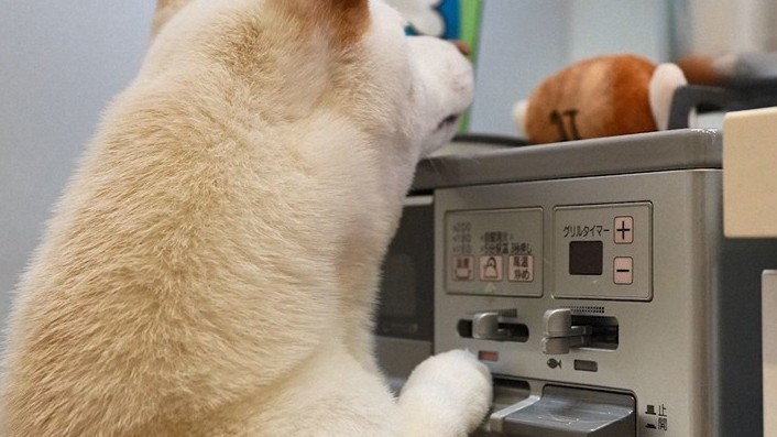 Thú cưng là nguyên nhân khiến các vụ hoả hoạn tăng mạnh ở Nhật Bản