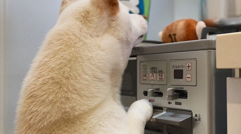 Thú cưng là nguyên nhân khiến các vụ hoả hoạn tăng mạnh ở Nhật Bản Thú cưng là nguyên nhân khiến các vụ hoả hoạn tăng mạnh ở Nhật Bản