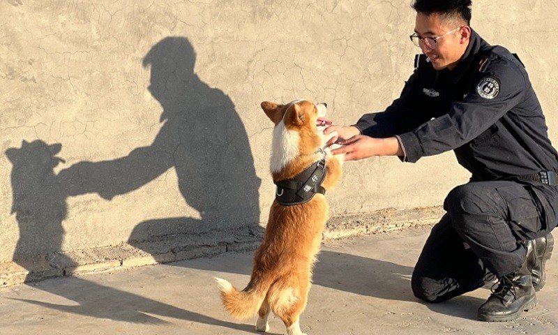 Chú chó 6 tháng tuổi, giống Corgi được huấn luyện làm cảnh sát dự bị Chú chó 6 tháng tuổi, giống Corgi được huấn luyện làm cảnh sát dự bị
