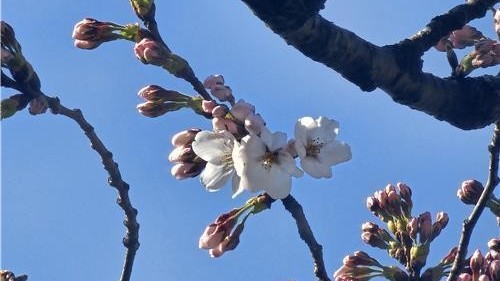 Hoa anh đào bắt đầu bung nở tại thủ đô Seoul, Hàn Quốc