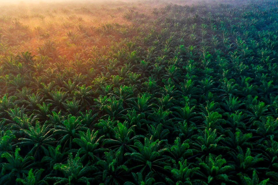 Malaysia giải quyết bài toán khó về tín chỉ carbon thế nào, chọn môi trường hay cơ hội kinh tế? Malaysia giải quyết bài toán khó về tín chỉ carbon thế nào, chọn môi trường hay cơ hội kinh tế?