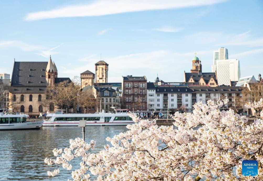 Mê mẩn cảnh sắc hoa anh đào nở rộ trên thế giới Mê mẩn cảnh sắc hoa anh đào nở rộ trên thế giới