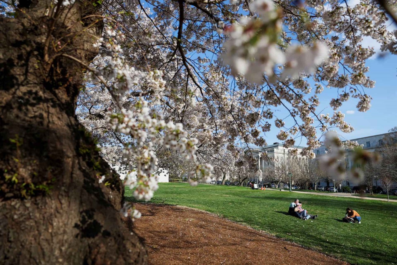 Mê mẩn cảnh sắc hoa anh đào nở rộ trên thế giới Mê mẩn cảnh sắc hoa anh đào nở rộ trên thế giới