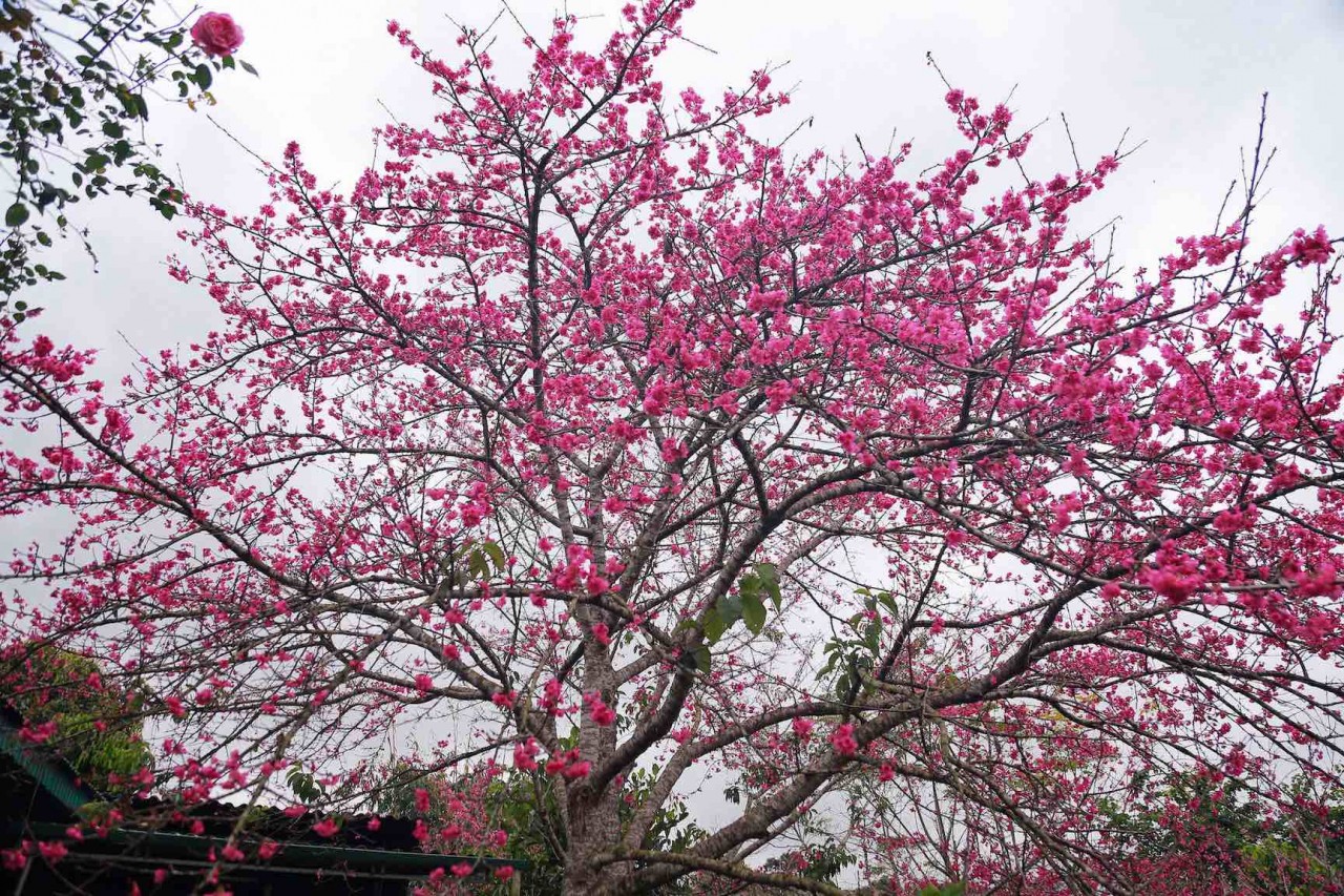 Mê mẩn cảnh sắc hoa anh đào nở rộ trên thế giới Mê mẩn cảnh sắc hoa anh đào nở rộ trên thế giới