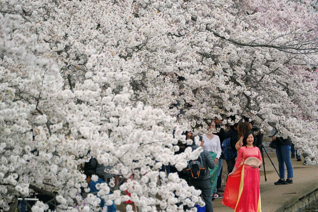 Mê mẩn cảnh sắc hoa anh đào nở rộ trên thế giới Mê mẩn cảnh sắc hoa anh đào nở rộ trên thế giới