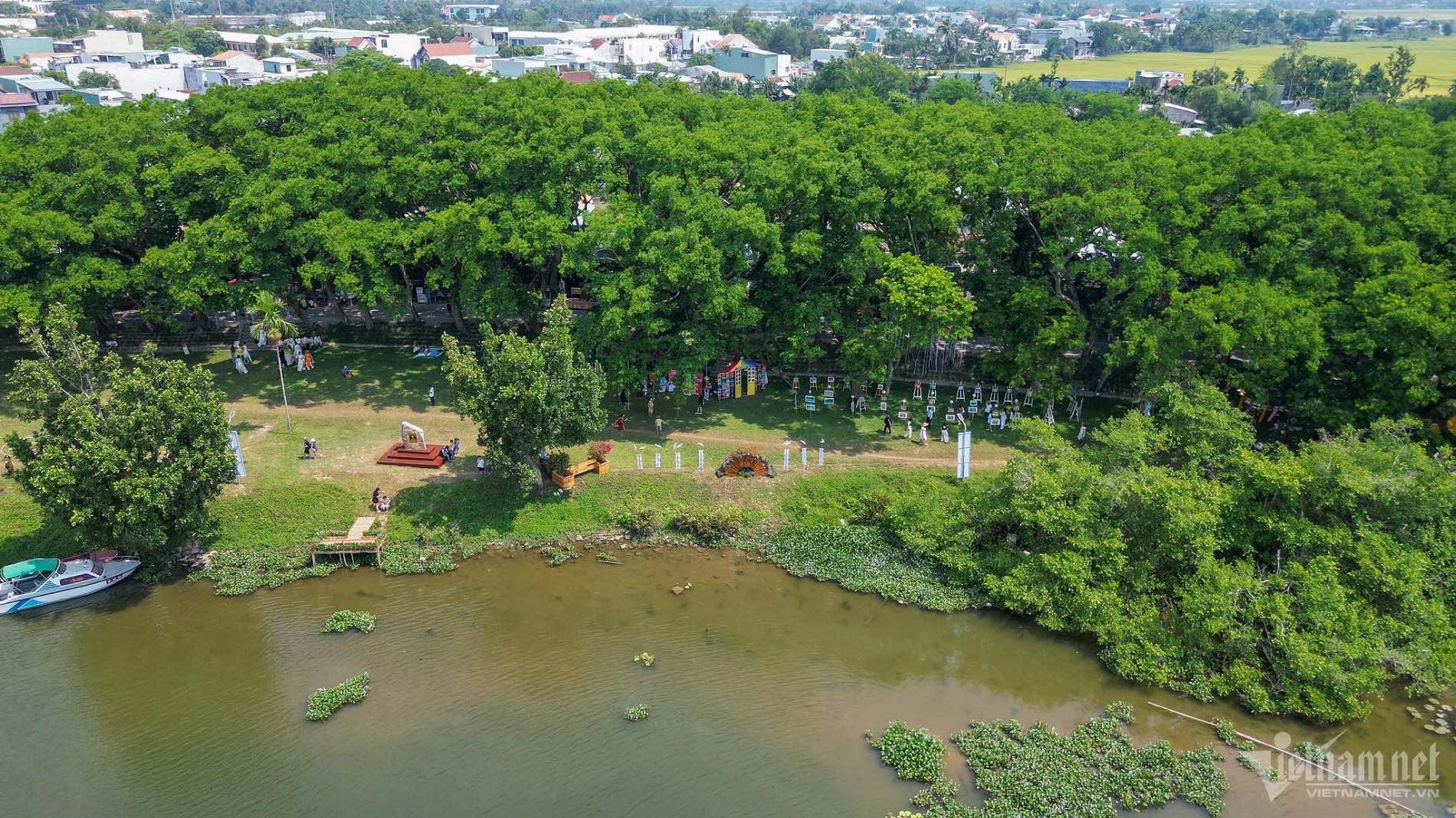 Ngắm 9 cây sưa trăm tuổi vừa được công nhận di sản Việt Nam Cây sưa trăm tuổi vừa được công nhận di sản Việt Nam hút du khách đến check-in