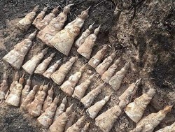 Lào phát hiện kho lưu giữ 51 bức tượng Phật nhỏ, tuổi đời hàng trăm năm