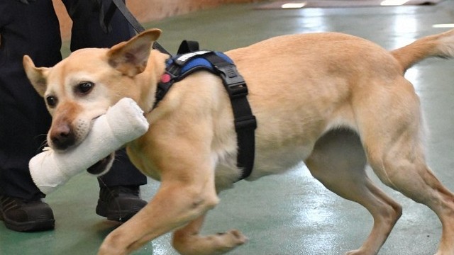 Nhật Bản: Cô chó nghiệp vụ 8 tuổi nghỉ công việc đánh hơi phát hiện chất cấm