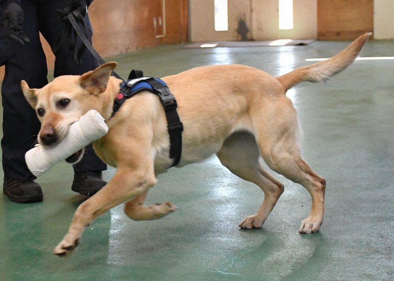 Nhật Bản: Cô chó nghiệp vụ 8 tuổi nghỉ công việc đánh hơi phát hiện chất cấm