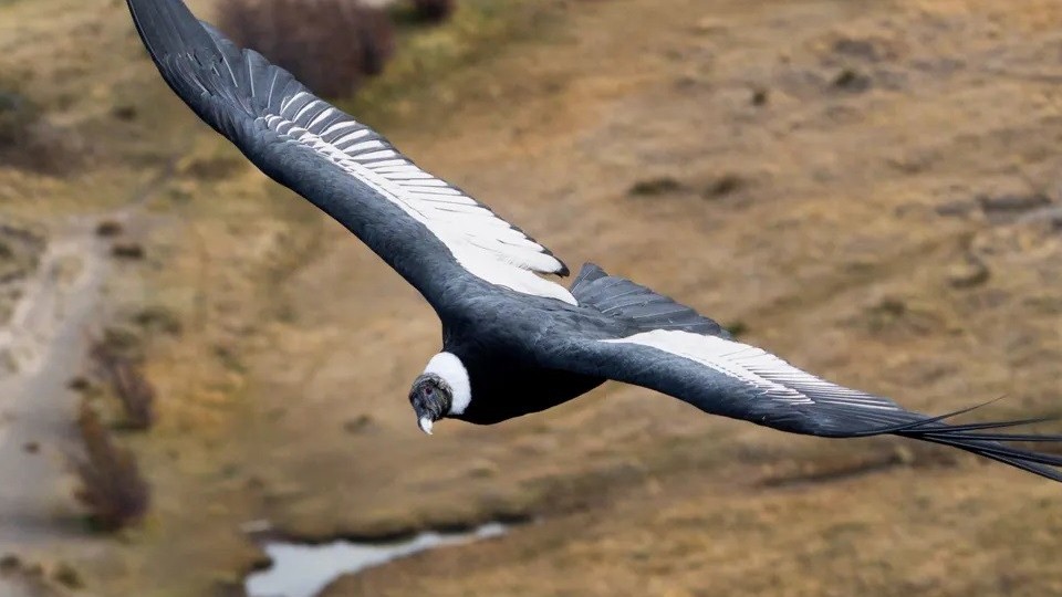 Cơ chế bay của loài chim bay nặng nhất thế giới