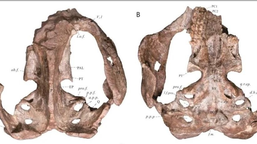 Trung Quốc phát hiện hóa thạch bò sát ăn cỏ thời kỳ giữa kỷ Jura