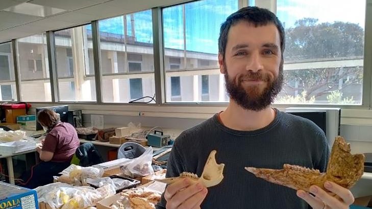 Australia phát hiện hóa thạch 3 loài chuột túi khổng lồ đã tuyệt chủng