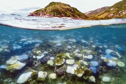 Australia: Rạn san hô Great Barrier trong quá trình tẩy trắng kỷ lục