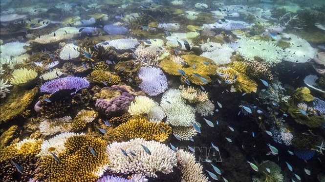 Hội nghị Đại dương của chúng ta lần thứ 9: Nỗ lực quốc tế bảo vệ 'ngôi nhà chung' của sinh vật biển