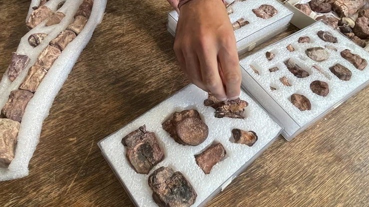 Tìm thấy hóa thạch khủng long ăn cỏ, chạy nhanh, đuôi cong hướng xuống