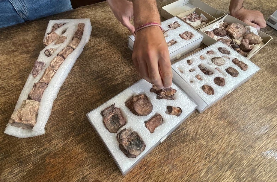 Argentina: Phát hiện hóa thạch khủng long 90 triệu năm có đuôi cong hướng xuống