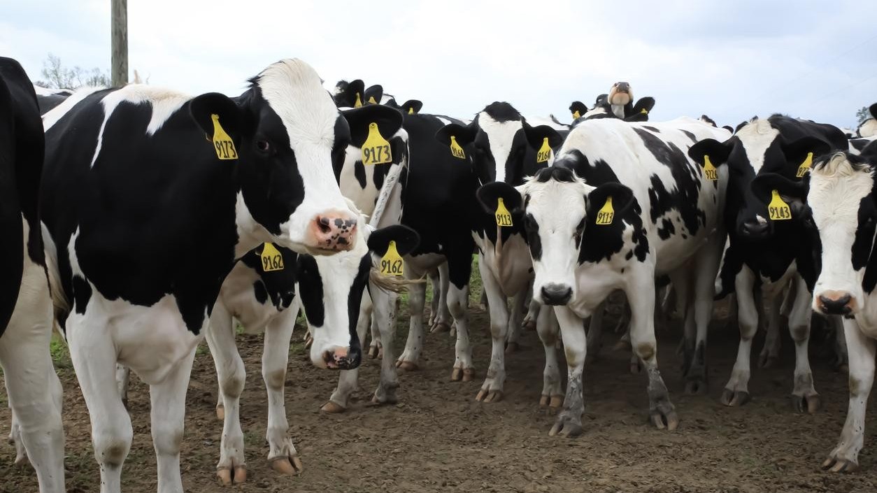 WHO nói gì về nguy cơ lây cúm gia cầm khi uống sữa bò tươi chưa qua xử lý?