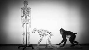 Giải đáp câu hỏi vì sao con người không có đuôi?