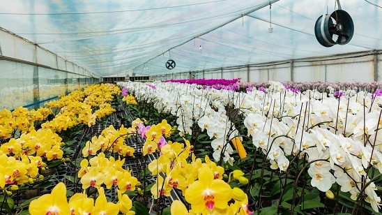 Doanh nhân Nguyễn Văn Kính hiện thực hóa 'giấc mơ' ghi tên Việt Nam trên bản đồ hoa lan thế giới