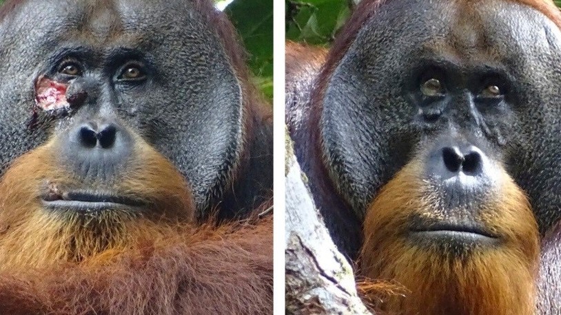 Lần đầu tiên ghi nhận đười ươi tự bôi thảo dược chữa lành vết thương trên mặt